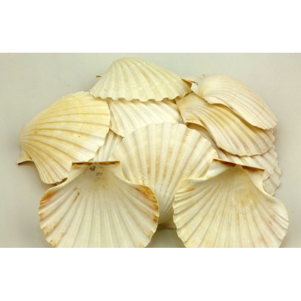 48 un. VIEIRA (IRIS SCALLOP)