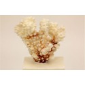 2 un. Corail Pocillopora